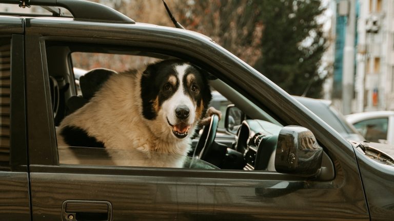 Si possono trasportare i propri animali domestici su un’auto a noleggio?
